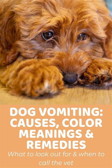 Dog Vomiting Causes Color Meanings And Remedies Doodle Doods