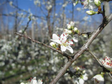 Bushy & thorny shrub with small white flowers. Crataegus monogyna, common hawthorn