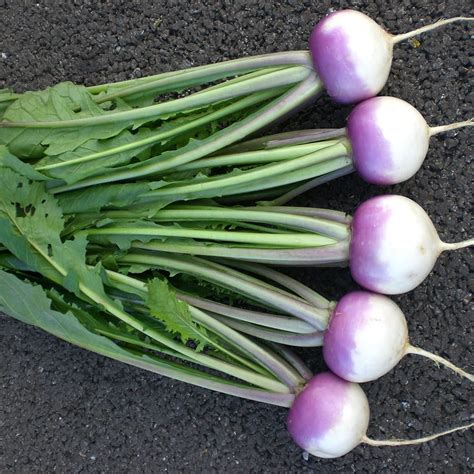 Buy Turnip Or Brassica Rapa Rapifera Group Sweet Bell F1 Turnip