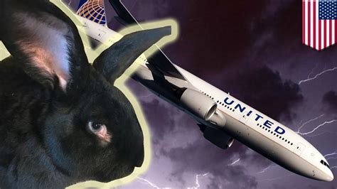 United Airlines Rabbit Dead Giant Bunny Was ‘locked In A Freezer For