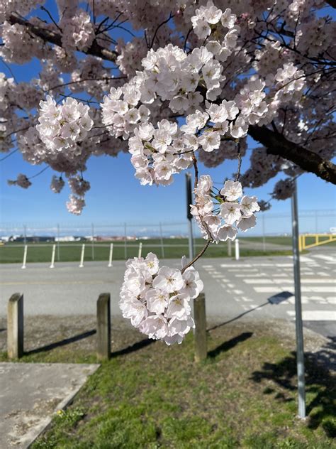 Flor Árbol De Cerezo Foto gratis en Pixabay Pixabay