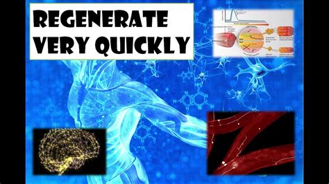 Regenerate Very Quickly Whole Body Regeneration Cell Regeneration