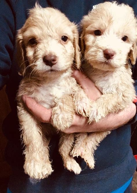 Beautiful Female Cockapoo For Sale Adoption From Waterloo Ontario Mazinaw Country