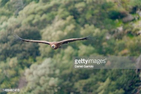 Griffon Vultures Flying Over The Monfragüe National Park Carrion Birds