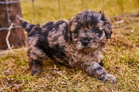 This Blue Merle Mini Goldendoodle Is Absolutely Precious Each Of Our Puppies Have Beautiful And