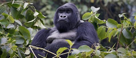 Drc Becomes A Hotspot For Trafficking Endangered Great Apes See