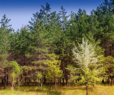 Landscape With Pine Trees On The Edge Of The Forest Stock Photo