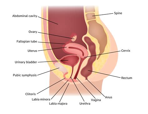 pelvic organs female diagram u2 lab 4 pelvic cavity contents genital organs at