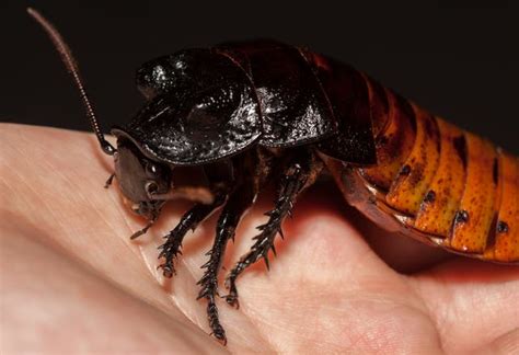 Female Cockroaches Can Reproduce For Years Without Needing A Male