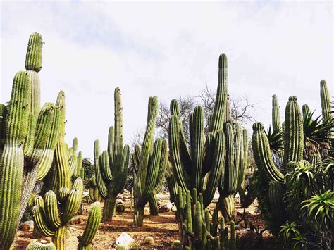 The saguaro cactus is an alternative to the vanilla cactus, added by the natura mod. How to Plant a Saguaro Cactus