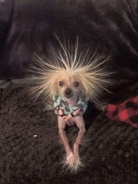14 Cutest Chinese Crested Dog Pictures Ever Page 3 Of 3 Petpress