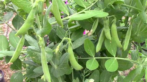 How To Grow Peas In Containers Step By Step From Planting To Harvest