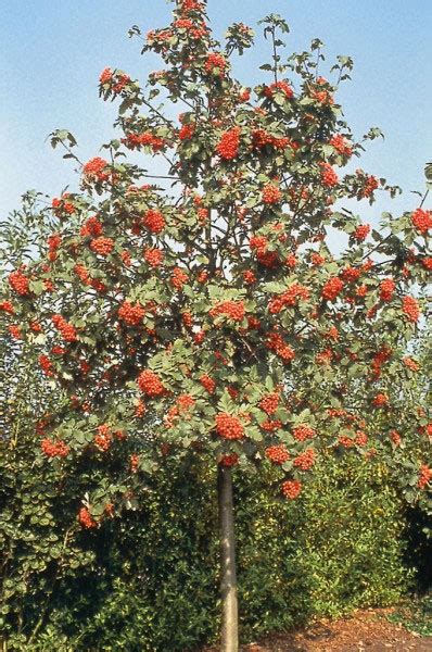 The orange fruit, which grow in clusters, are eaten by birds. Buy Gibbsii Mountain Ash or Rowan tree online FREE UK ...