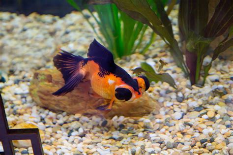 Need to translate eye to japanese? Marvelously Interesting Facts about Goldfish - Pet Ponder
