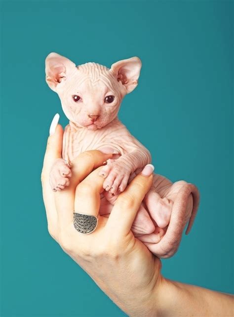 I Think These Cats Are Strangely Cute Hairless Cat Cute Animals