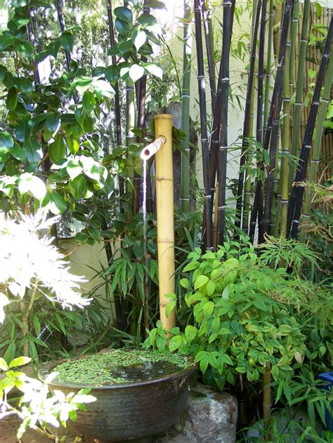 A wide variety of bamboo garden options are available to you Black bamboo --love the look. Wonder if it grows in midwest and if so, how aggressive. | Bamboo ...