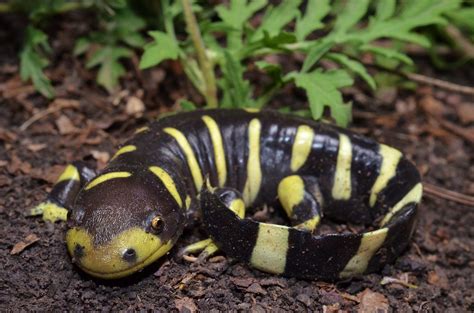 Barred Tiger Salamander Ambystoma Mavortium Found In Sou Clint