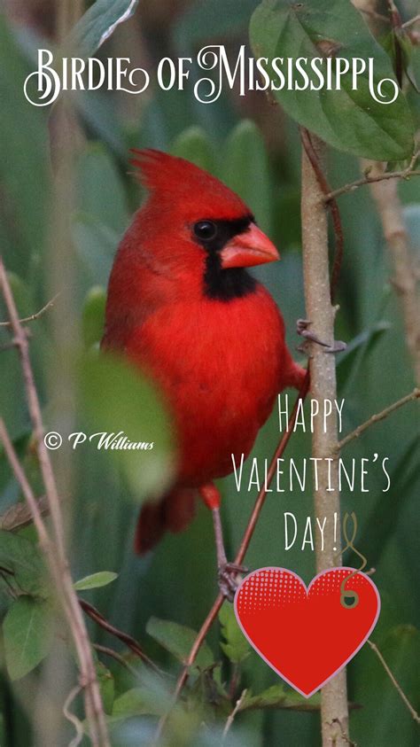 Valentines Day Birdie Of Mississippi Card Birdy Valentine Mississippi