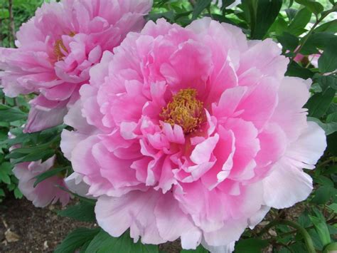 Peonies Big Blooms Fantastic Fragrance