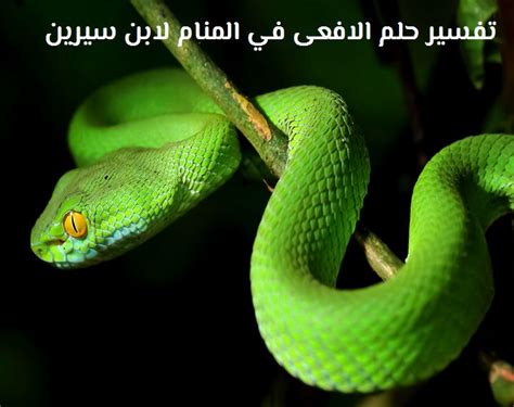 رؤية العزباء للثعبان في المنام دليل على المعاصي وكثرة الذنوب وربما تدل لدغة الثعبان على كثرة الحاسدين والراغبين في نصب المكائد والأذى لها. رؤية الافعى في المنام , تفسير مشاهدة ثعبان في الحلم - مساء ...