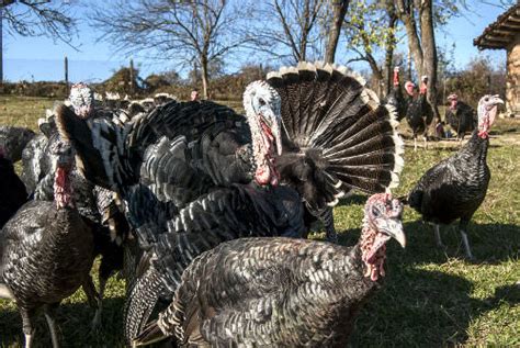 9 Tips For Raising Turkeys As Pets