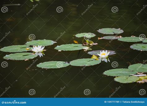 Blooming White Lilies On A Forest Lake Stock Image Image Of Lake