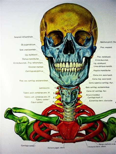 Bioscience Medical Illustration Human Anatomy Human Anatomy And