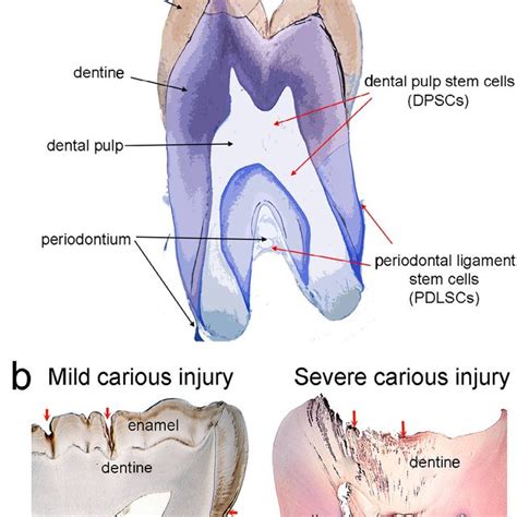 Tooth Anatomy And Histology In Physiological And Pathological