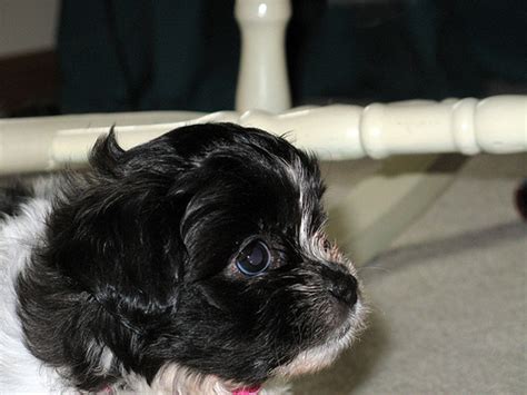 Thank you so much for such a fast and reliable service. How Much Does a Zuchon Puppy Cost? | HowMuchIsIt.org