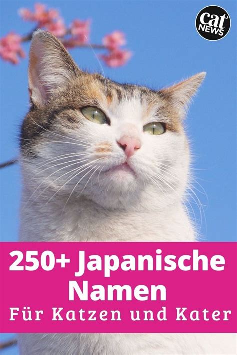 Japanische Katzennamen 250 Namen Aus Japan Und Ihre Bedeutungen 🍤