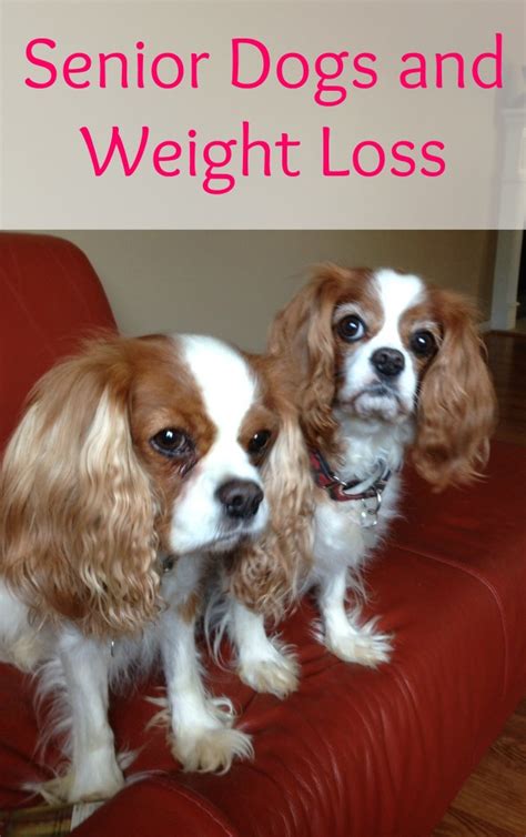 One overlooked source of excessive calories is people food. Senior Dogs and Weight Loss