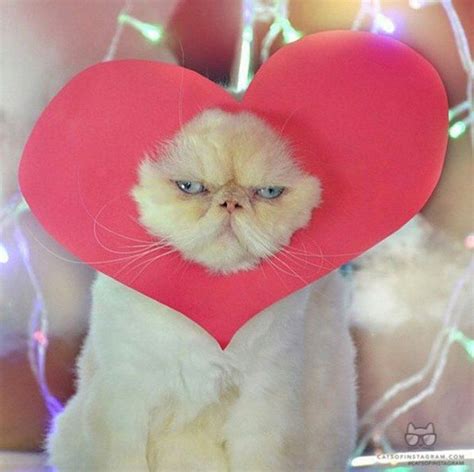 Cats Who Want To Be Your Valentine This Valentine S Day Pictures Cattime Gatos Gatitos