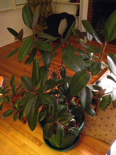 How To Take Care Of An Indoor Rubber Plant Garden Guides