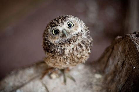 Cute Owl Telegraph