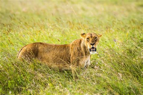 Lioness Sitting In The Savannah Of Nairobi Stock Photo Image Of Head