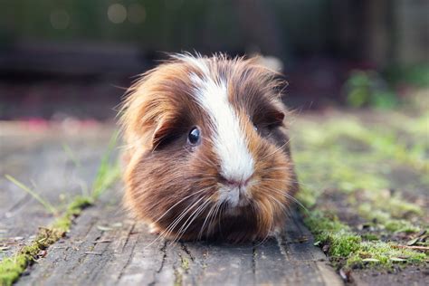 What To Know Before Getting A Pet Guinea Pig