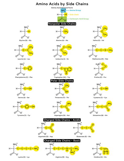 Amino Acid Side Chains Study Sheet