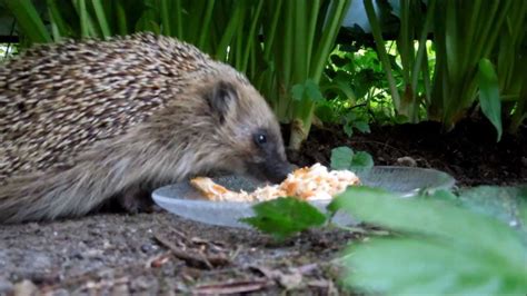 This is balanced so that it. Wild hedgehog eating (fullHD video) - YouTube