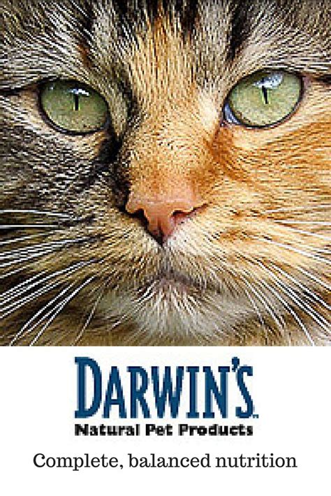 Homemade cat food recipe with salmon and oatmeal. Raw Cat Food - Cats are obligate carnivores, meaning they ...