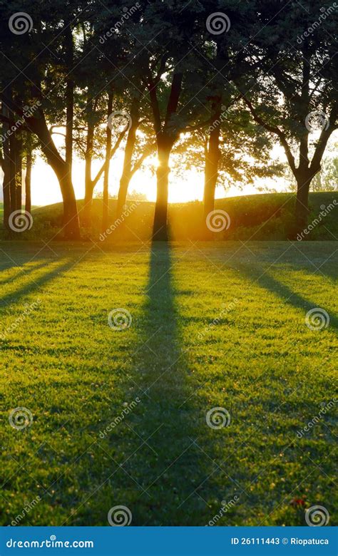 Setting Sun Casting Tree Shadows Stock Image Image Of Peace Scenic