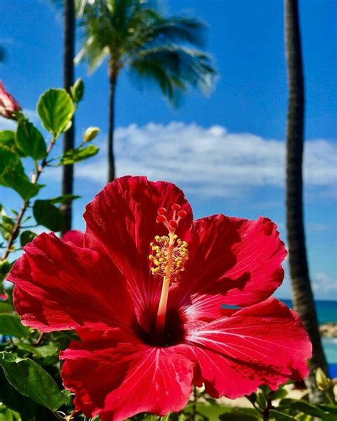 25 Selected Hibiscus Flower Wallpaper Aesthetic You Can Get It Free Of