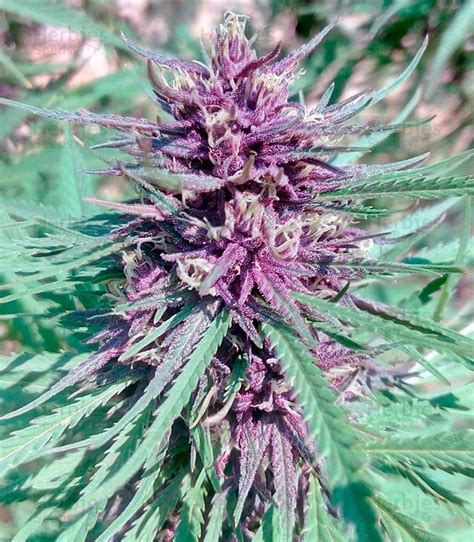 Purple 1 Regular Seeds For Sale Information And Reviews Herbies