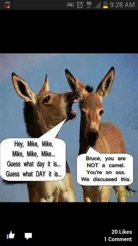 Hump Day Just Funny Pinterest