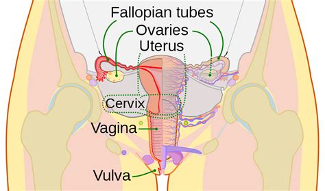The female reproductive system is composed of highly specialized organs which are in a state of constant change, from the sequential alterations characteristic of each menstrual cycle to the dramatic. File:Scheme female reproductive system-en.svg - Simple ...