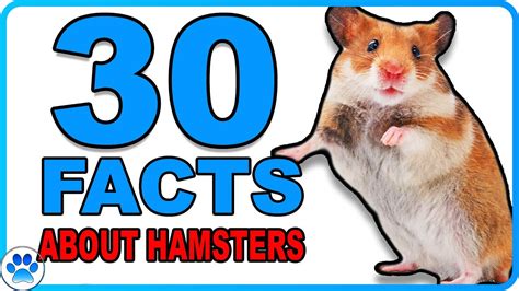 30 Interesting Facts About Hamsters Youtube