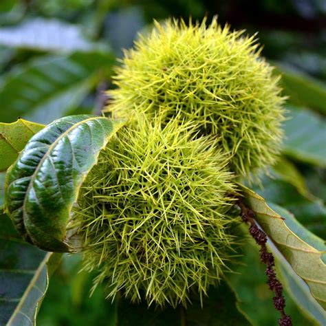 Chestnut Burrs On An American Chestnut To Boot Philip Chapman