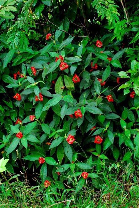 The Psychotria Elata Plant is More Than Just a Resemblance of Kissable ...