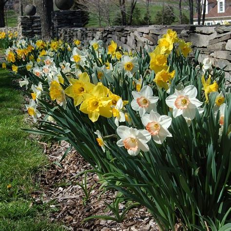 Daffodil Bulbs And Daffodil Flowers Shop Daffodils White Flower Farm