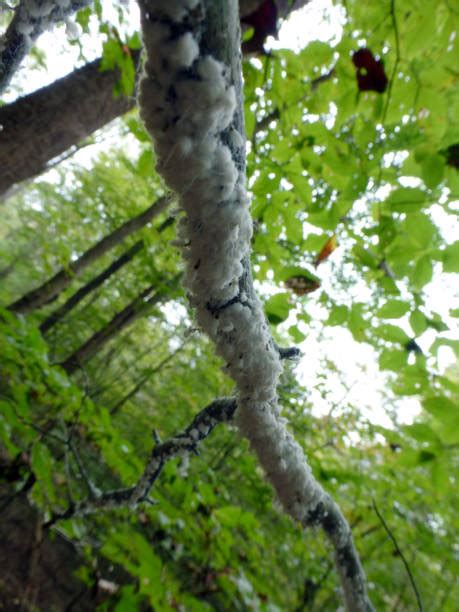 Woolly Alder Aphid Stock Photos Pictures And Royalty Free Images Istock