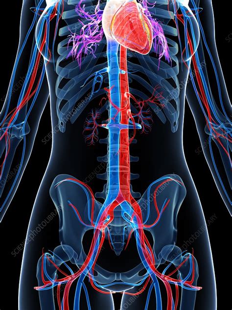 Female Vascular System Artwork Stock Image F0095579 Science
